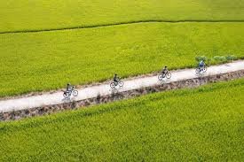 Hoi An Bicycle Tour 1 Day Tra Que Village